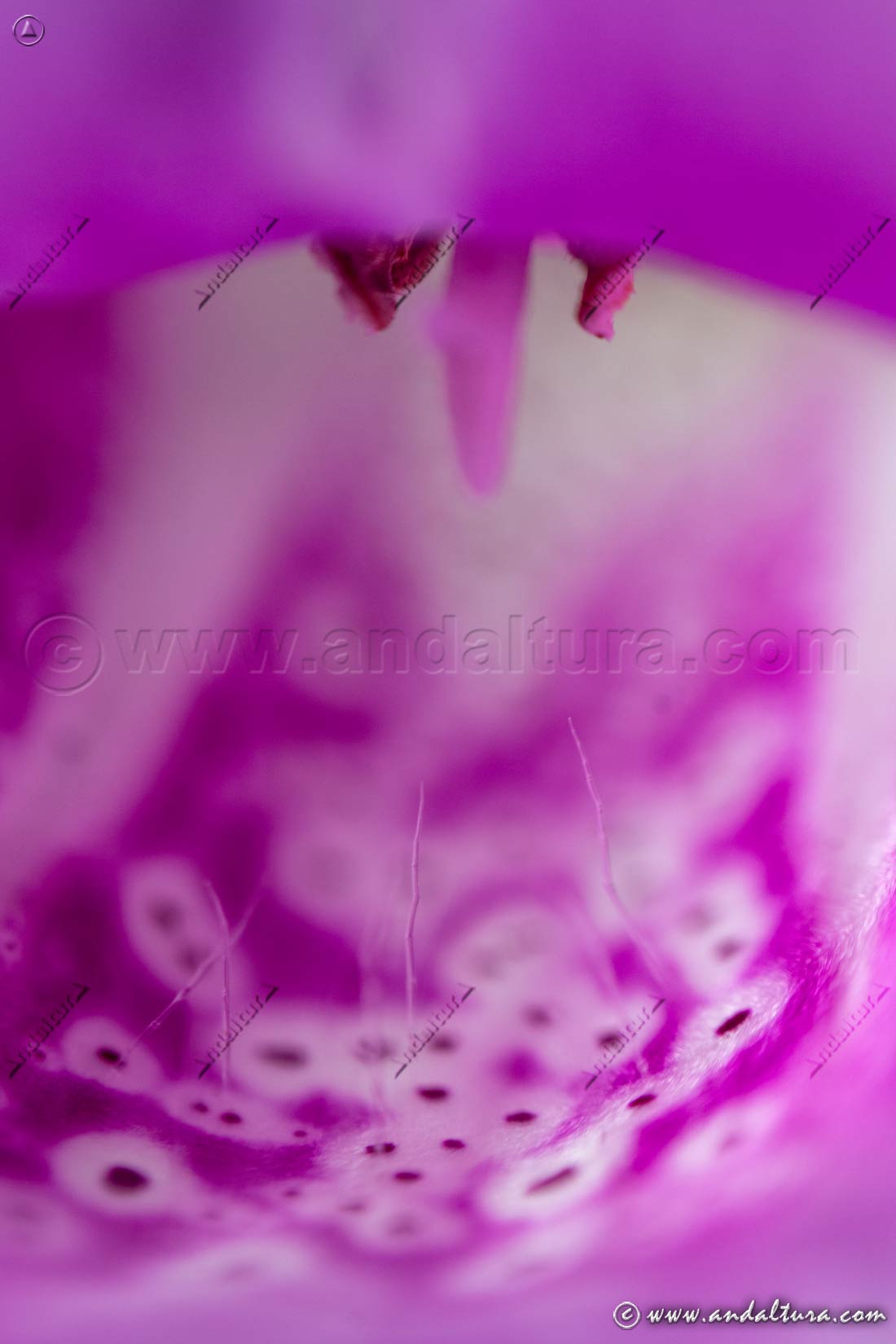 Detalle de Dedalera - Digitalis purpurea