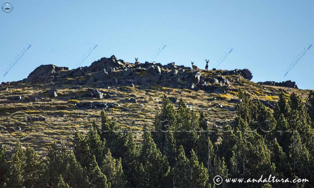 Machos monteses en la Loma del Cascajar Negro, encima de Puerto Molina