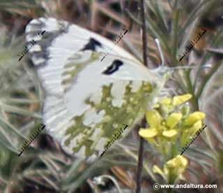 Euchloe crameri - Blanca meridional