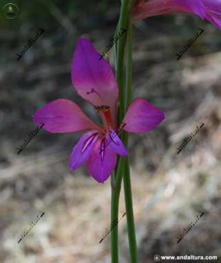 Gladiolus ilyricus kock - Gladiolo de monte