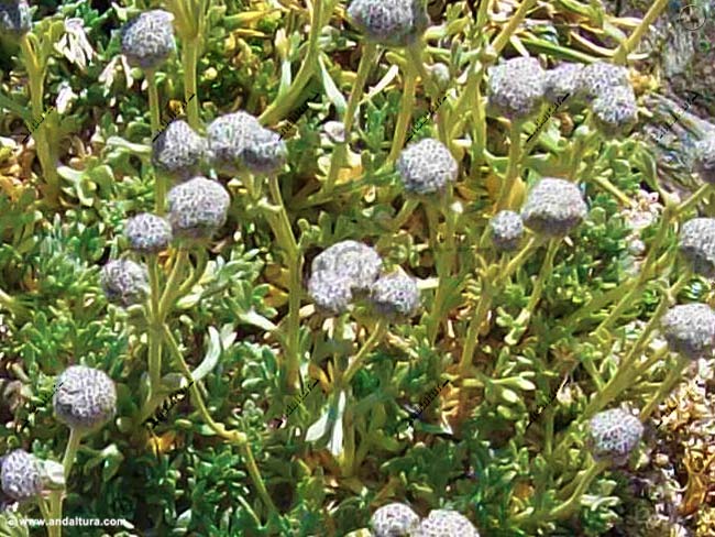 Endemismo de Sierra Nevada - Manzanilla real - Artemisia granatensis