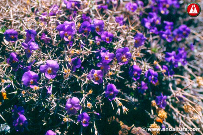 Adaptación de la Violeta de Sierra Nevada - entre plantas almohadilladas con pinchos -