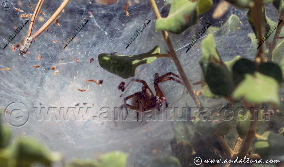Tela de araña y Agelena labyrinthica - Areña del laberinto