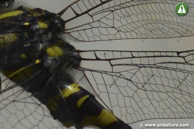 Alas hialinas - Detalle alas de Cordulegaster boltonii - Libélula Tigre