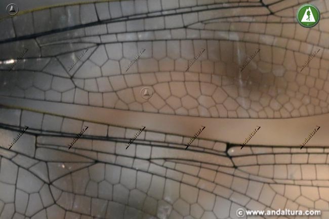 Detalle alas de Cordulegaster boltonii - Libélula Tigre