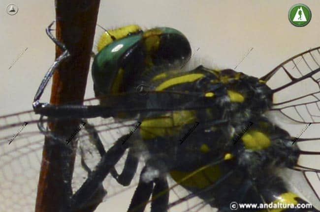 Cabeza y Torax de Cordulegaster boltonii - Libélula Tigre