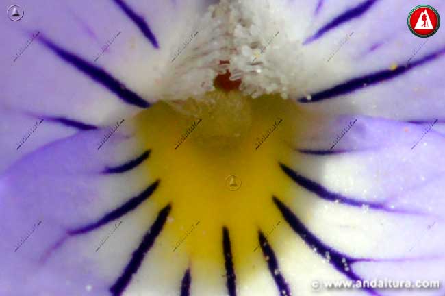 Colores de la flor de la Viola crassiuscula - Violeta de Sierra Nevada