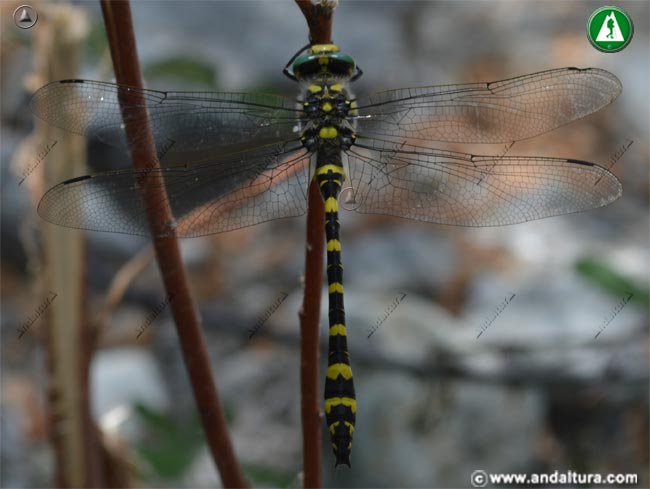 Cordulegaster boltonii - Libélula Tigre