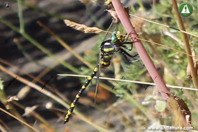 Cordulegaster boltonii