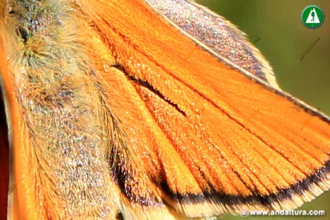 Detalle androconia de las alas de Thymelicus sylvestris