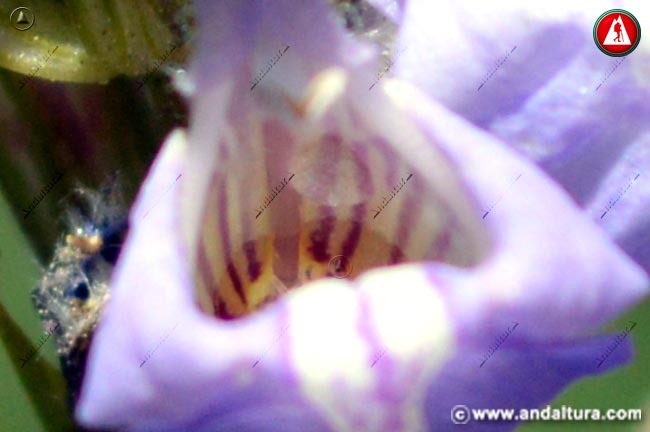 Detalle interior de Salvia lavandulifolia