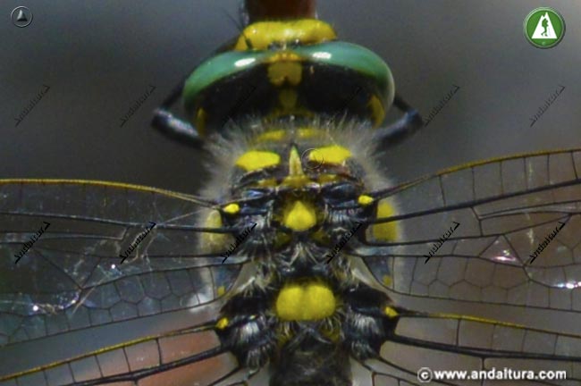 Detalle Libélula Tigre - Cordulegaster boltonii