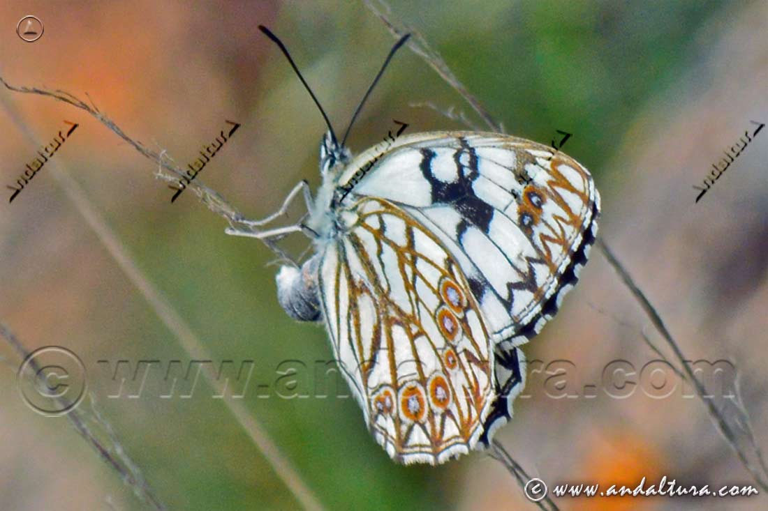 Detalle de la mariposa Melanargia occitanacia - Medioluto herrumbrosa