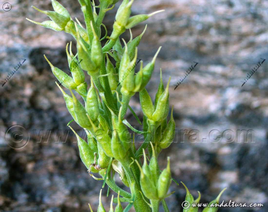 Planta de Aconitum lycoctonum - aconitum vulparia subsp neapolitanum