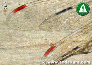 Detalle pterostigma en las alas de Sympetrum striolatum