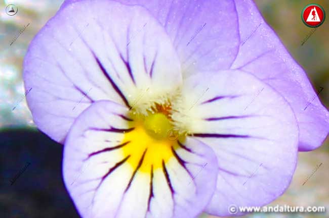 Detalle de Viola crassiuscula - Violeta de Sierra Nevada