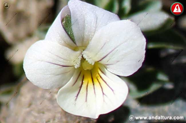 Detalle blanco de Viola crassiuscula - Violeta de Sierra Nevada