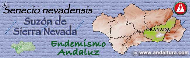 Mapa de Andalucía de situación del endemismo andaluz de Sierra Nevada Suzón de Sierra Nevada - Senecio nevadensis