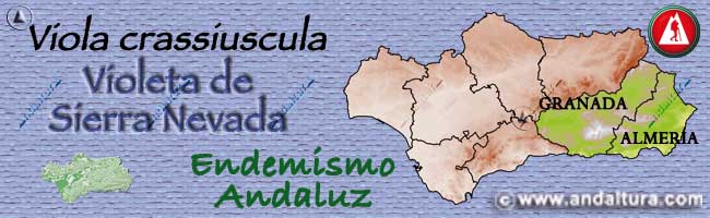 Mapa de Andalucía sobre la situación del endemismo de Sierra Nevada Viola crassiuscula - Violeta de Sierra Nevada