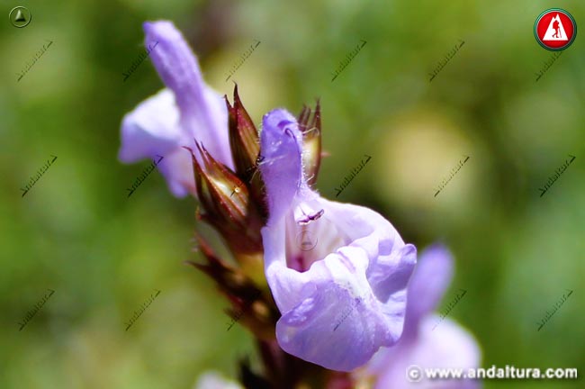 Flor de Salvia lavandulifolia - individual