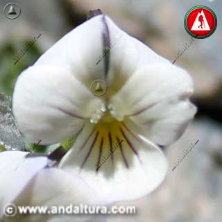 Bonita flor blanca de Viola crassiuscula