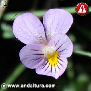 Flor llamativa de Violeta de Sierra Nevada