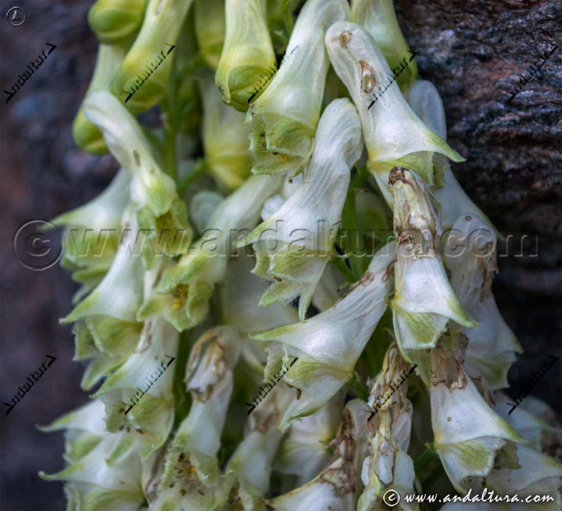 Flores de Aconitum lycoctonum - Revientavacas - Hierba lobuna - Acónito blanco