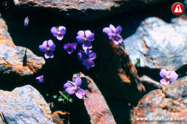 Flores en roquedal de Violeta de Sierra Nevada