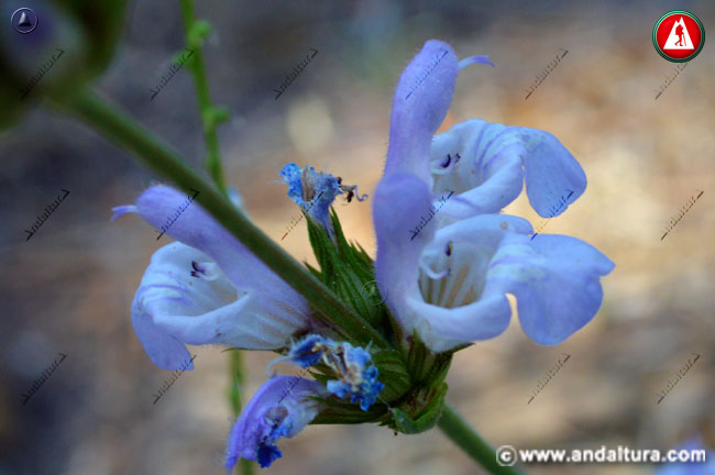 Flores azuladas de Salvia lavandulifolia - individual