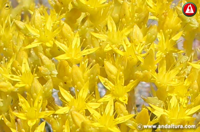 Flores amarillas de Sedum acre - Pampajaraito