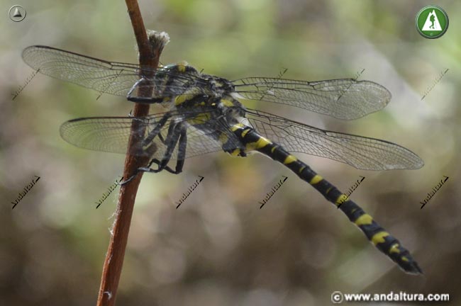 Libélula Tigre - Cordulegaster boltonii - posada en una rama