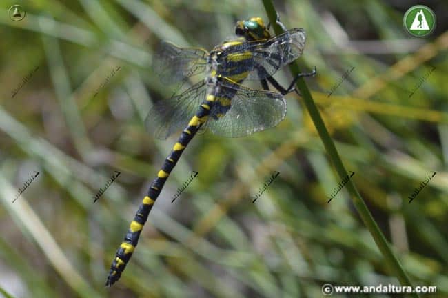 Libélula Tigre posada en una rama