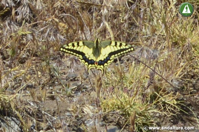 Entorno de la Papilio machaon - Macaón sobre rama con las alas extendidas
