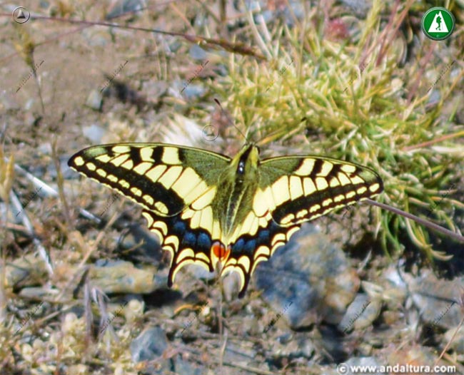Entorno de la Papilio machaon - Macaón