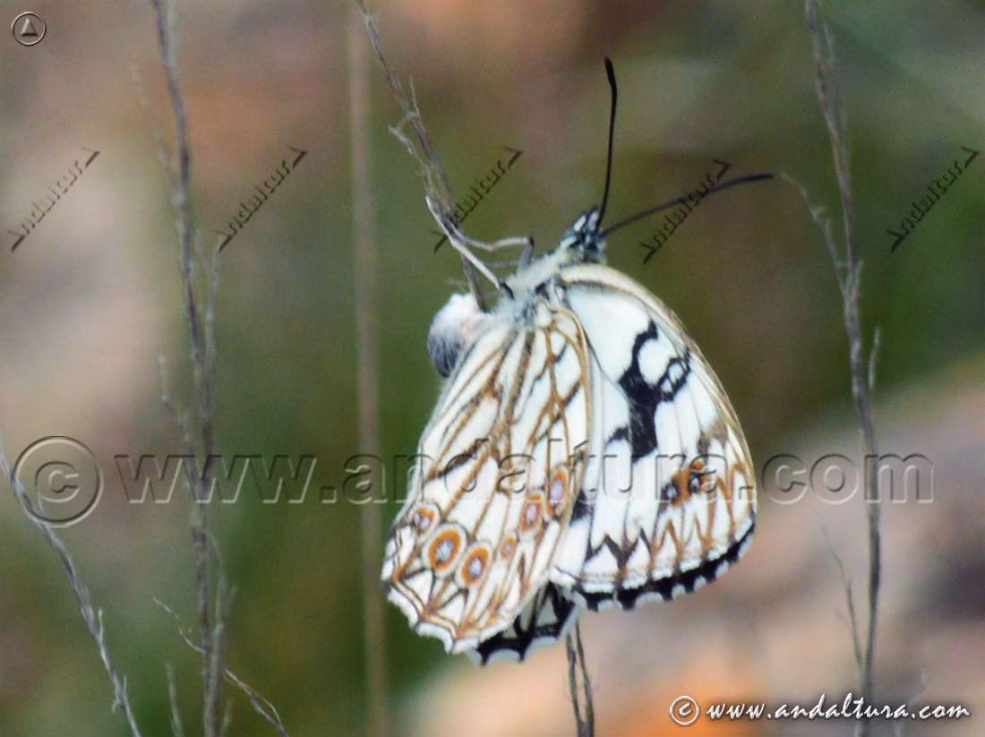 Mariposa Melanargia occitanacia - Medioluto herrumbrosa