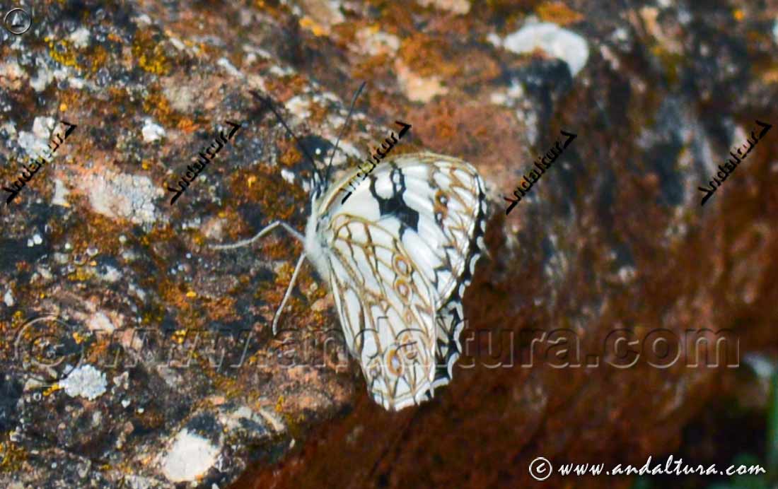 Detalle de la mariposa Melanargia occitanacia - Medioluto herrumbrosa en roca
