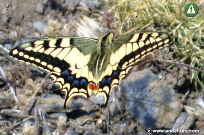 Mariposa Papilio machaon - Macaón