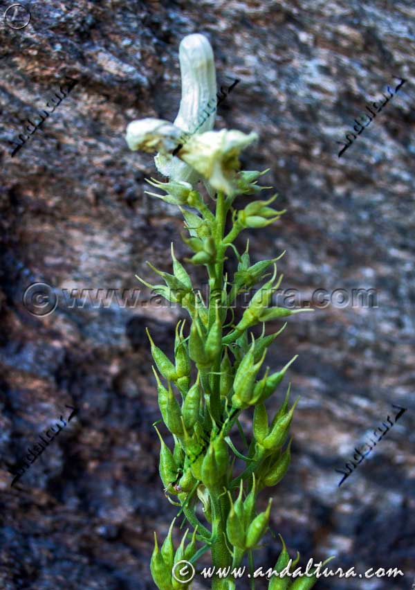 Detalle Planta de Aconitum lycoctonum - Acónito blanco en la Loma del Mulhacén