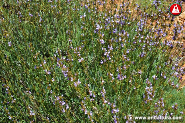 Planta y Flores de Salvia lavandulifolia - Salvia