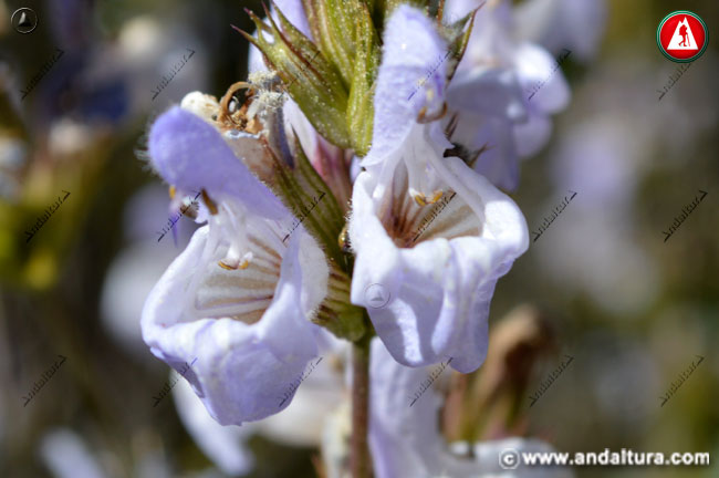 Detalles llamativa Salvia lavandulifolia - Salvia