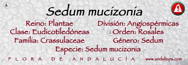 Taxonomía de Sedum mucizonia