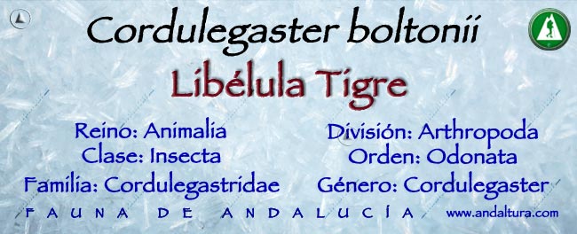 Taxonomía Libélula Tigre - Cordulegaster boltonii