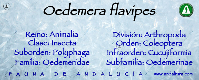 Taxonomía de Oedemera flavipes