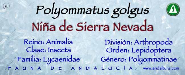 Taxonomía de la mariposa Niña de Sierra Nevada: Polyommatus golgus