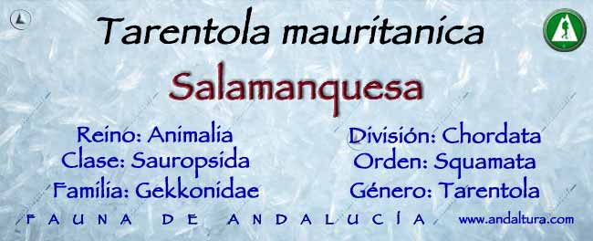 Taxonomía de Salamanquesa - Tarentola mauritanica