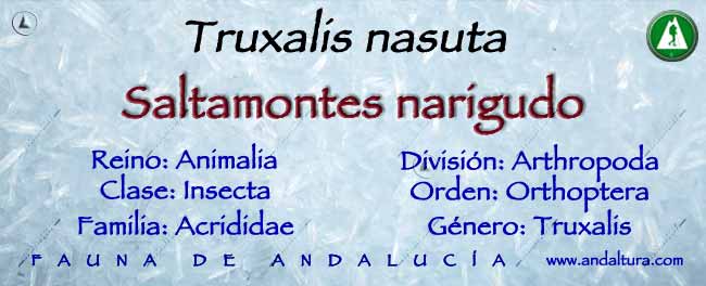 Taxonomía de Saltamontes narigudo - Truxalis nasuta