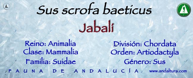 Taxonomía de Sus scrofa baeticus - Jabalí