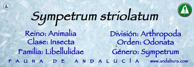 Taxonomía de Sympetrum striolatum