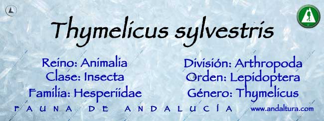 Taxonomía de Thymelicus sylvestris