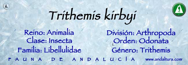 Taxonomía de Trithemis kirbyi